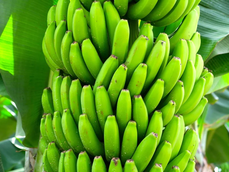 Banana Nanica