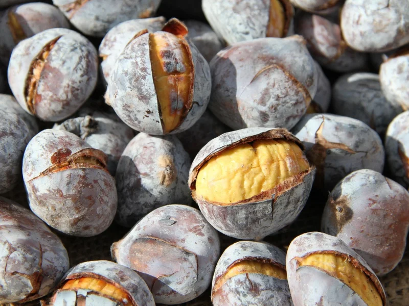 Castanha europeia (Castanea sativa)