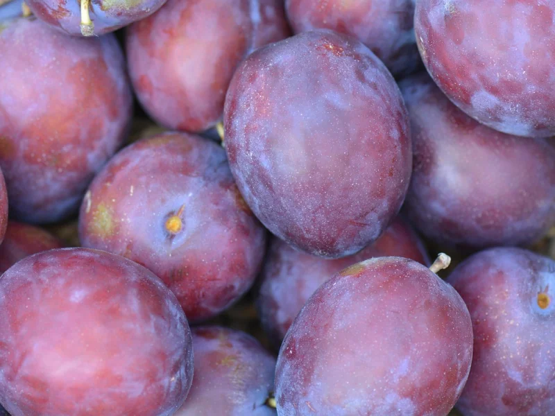 Uva Thompson Seedless