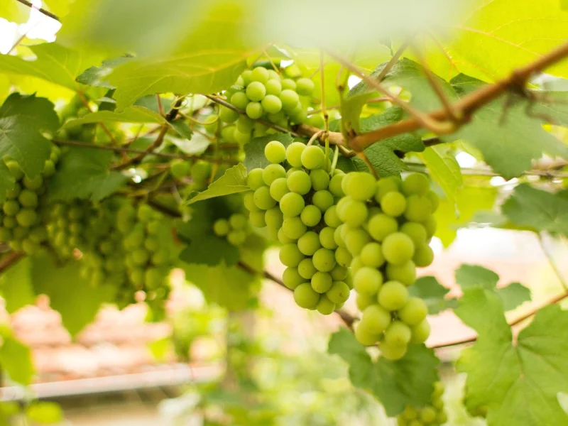 Uva Verde